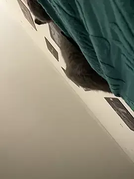 Offline Qidandan778 on StripChat